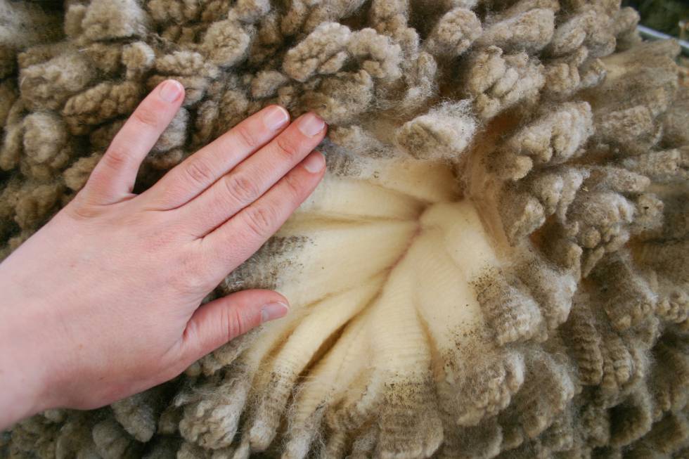 el estudio Por ley agujero Qué es la lana Merino - Skaapherder
